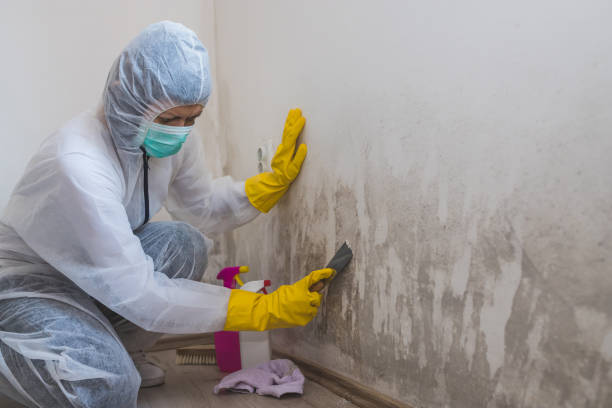 Best Kitchen Mold Remediation in Clifton, IL