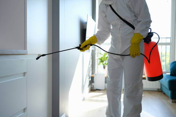 Best White Mold Remediation in Clifton, IL