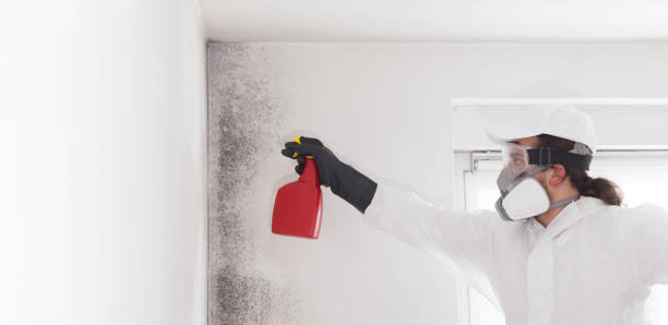 Best Attic Mold Remediation in Clifton, IL