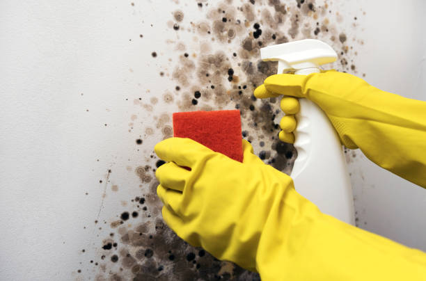 Best Bathroom Mold Remediation in Clifton, IL
