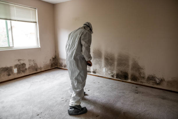 Best White Mold Remediation in Clifton, IL