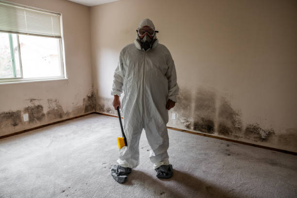 Reliable Clifton, IL Mold Remediation Solutions