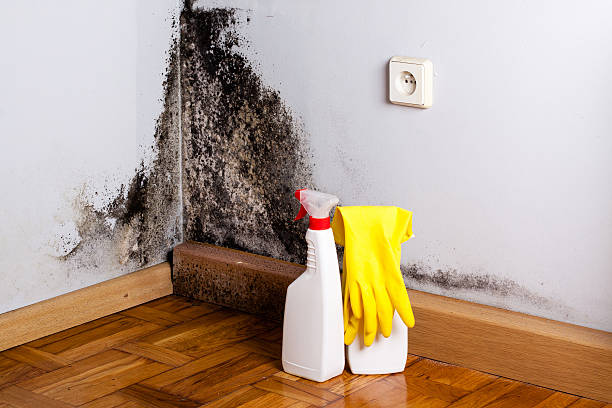 Best Basement Mold Remediation in Clifton, IL