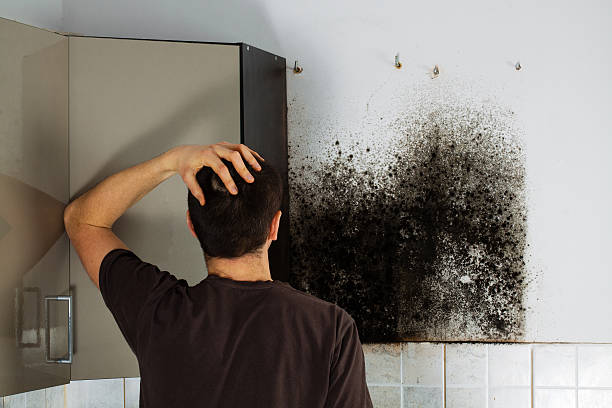 Best Residential Mold Remediation in Clifton, IL